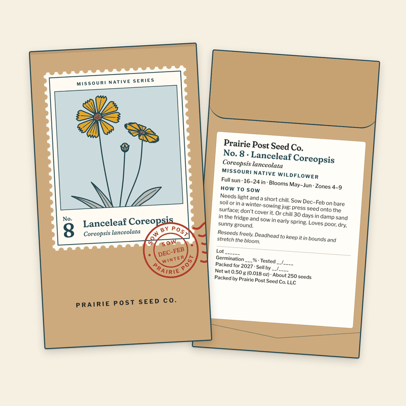 Illustration of the No. 8 Lanceleaf Coreopsis seed packet: a kraft envelope with the Missouri Native Series stamp label and a SOW DEC–FEB postmark on the front, and the growing directions and label details on the back.