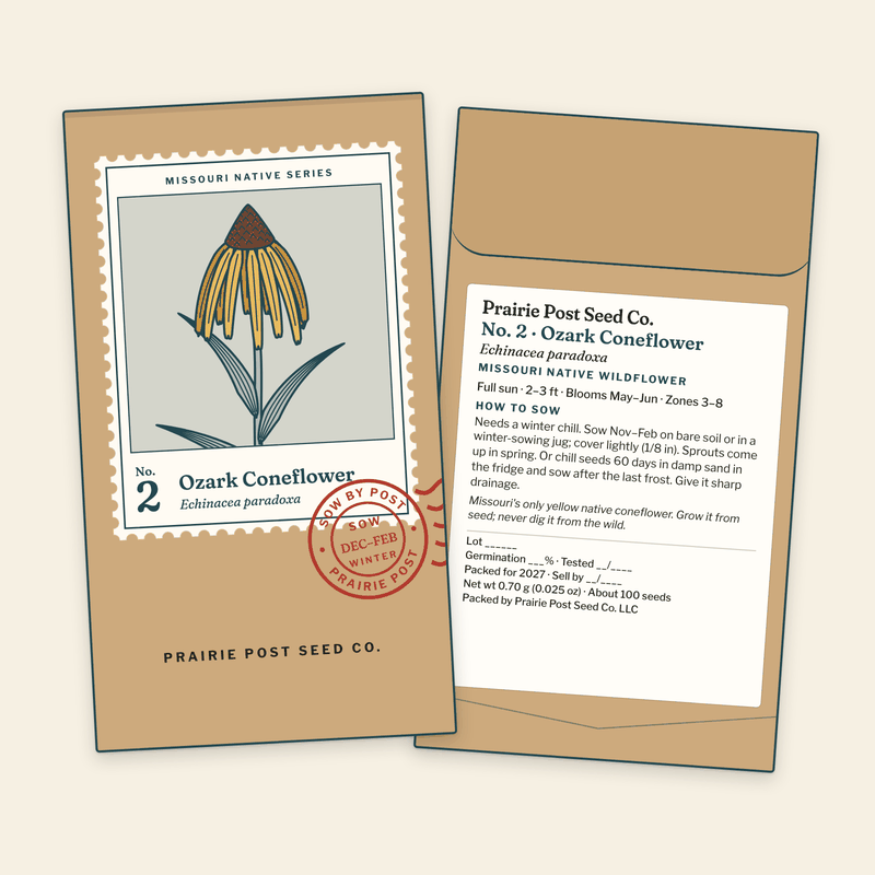 Illustration of the No. 2 Ozark Coneflower seed packet: a kraft envelope with the Missouri Native Series stamp label and a SOW DEC–FEB postmark on the front, and the growing directions and label details on the back.