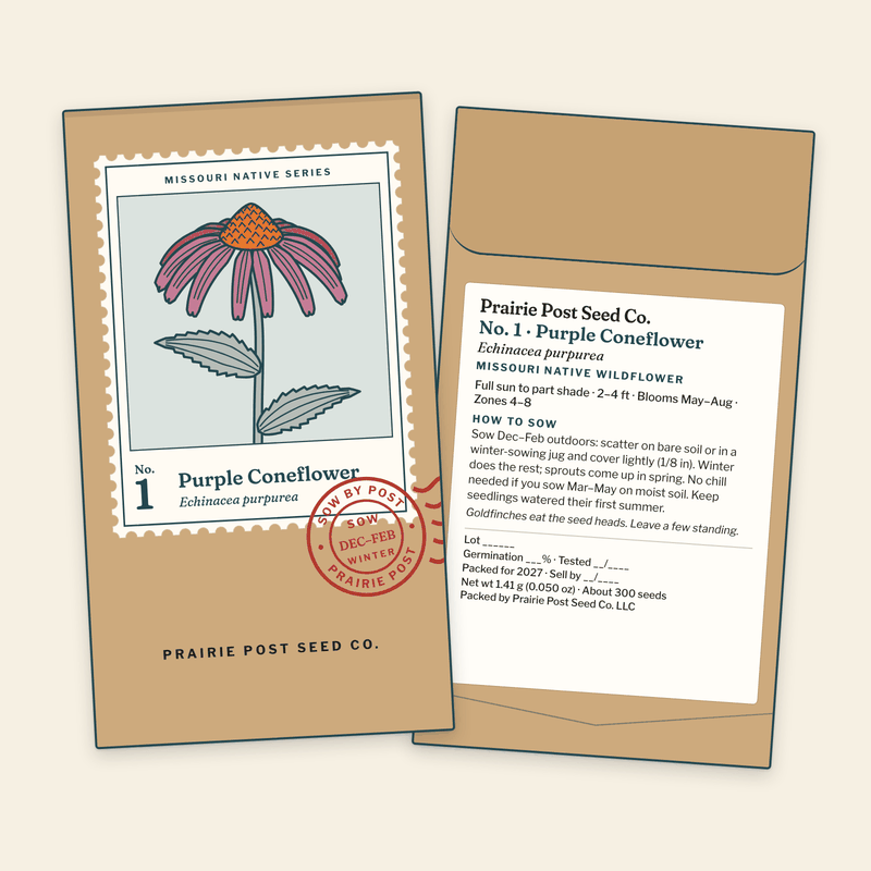 Illustration of the No. 1 Purple Coneflower seed packet: a kraft envelope with the Missouri Native Series stamp label and a SOW DEC–FEB postmark on the front, and the growing directions and label details on the back.