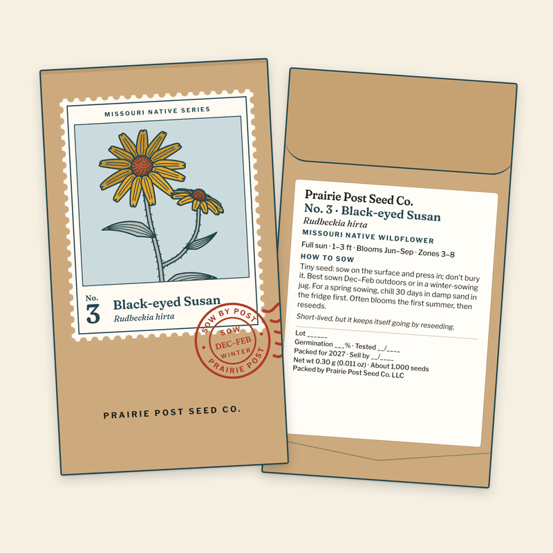 Illustration of the No. 3 Black-eyed Susan seed packet: a kraft envelope with the Missouri Native Series stamp label and a SOW DEC–FEB postmark on the front, and the growing directions and label details on the back.