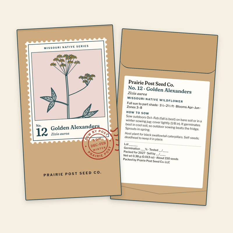 Illustration of the No. 12 Golden Alexanders seed packet: a kraft envelope with the Missouri Native Series stamp label and a SOW DEC–FEB postmark on the front, and the growing directions and label details on the back.